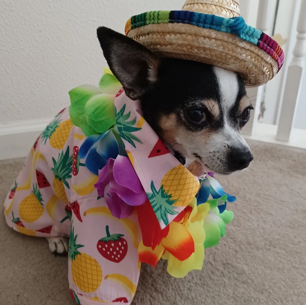 NWT Tropical Dog Outfit!